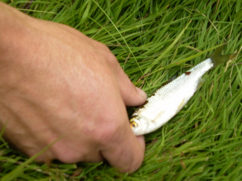 Lith 2008 (17)